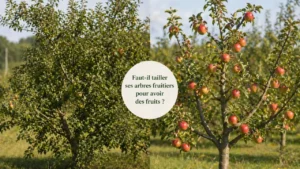 faut-il tailler un arbre fruitier pour avoir des fruits - atelier du fruitier - Léognan