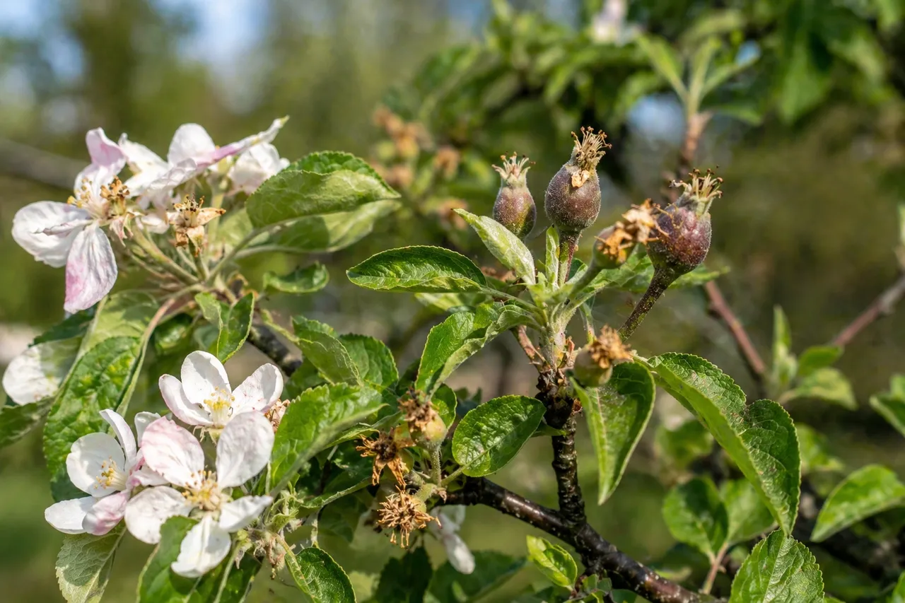 fleurs mais pas de fruits - atelier du fruitier - Léognan